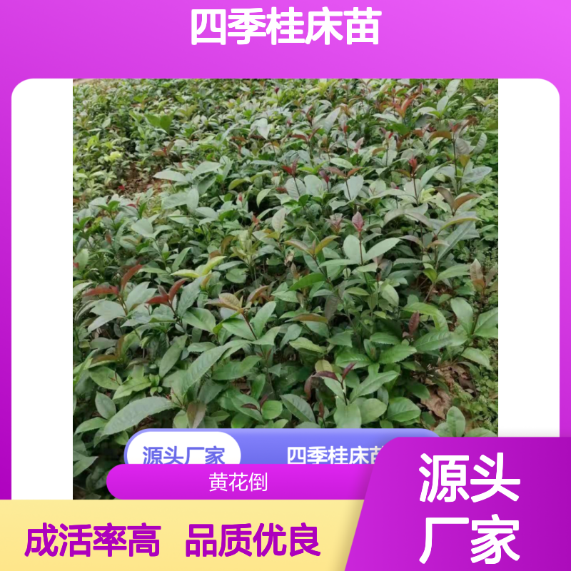 四季桂床苗 百亩种植基地直供 品质优良 成活率高