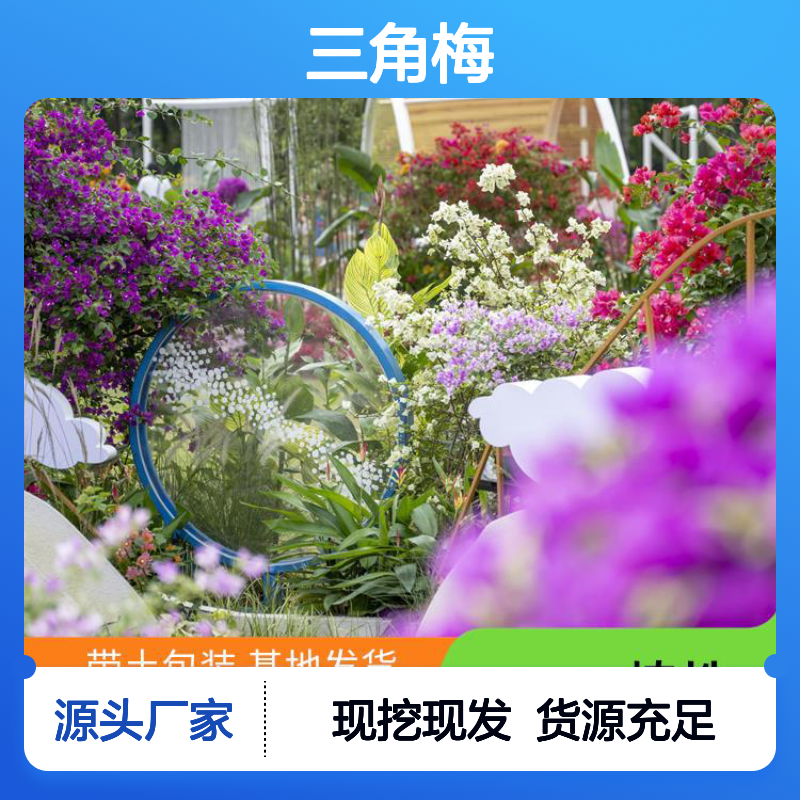 南韵竹风 乐杜鹃基地 三角梅现挖现发 货源充足 花卉植物 花境品种