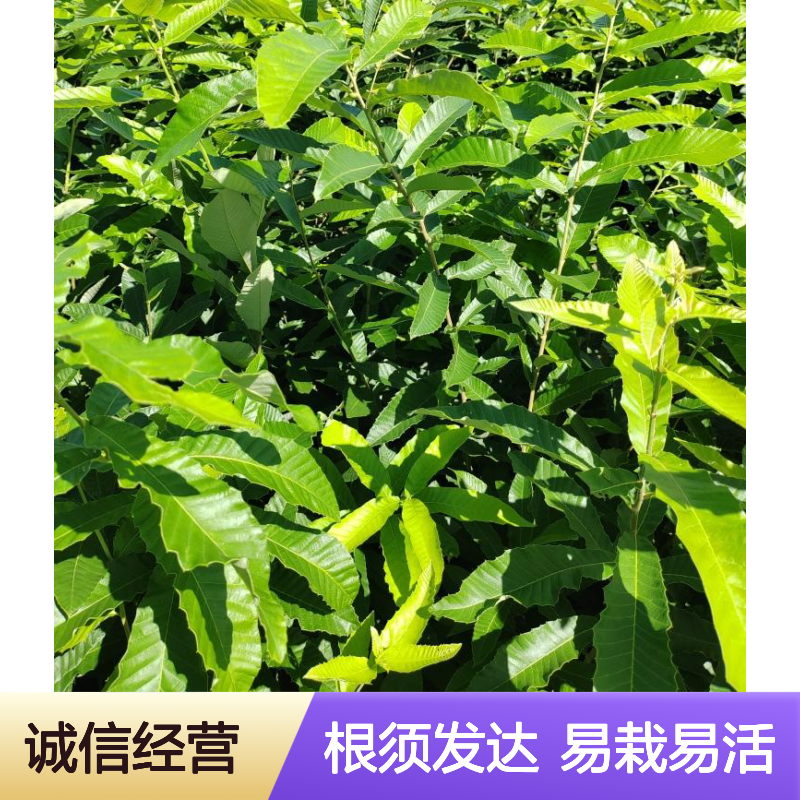 1-3年生橡树 栓皮栎小苗 H60-150CM袋苗 根须发达易成活