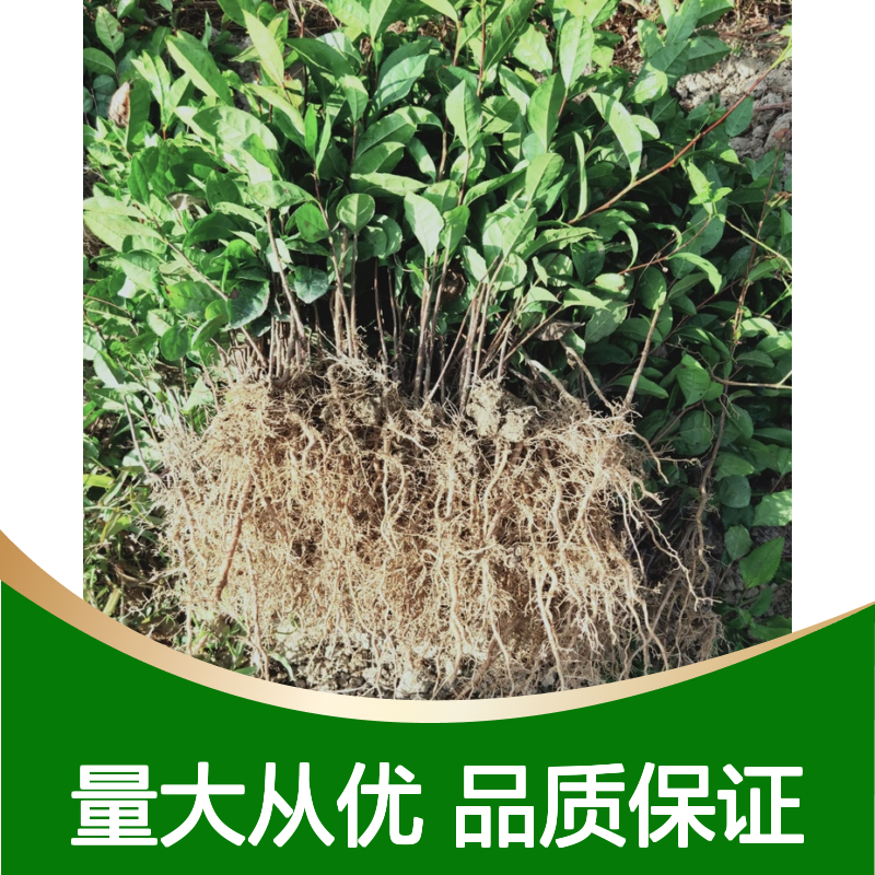 乌牛早茶苗 百亩种植区直供 健康绿色 易于成活