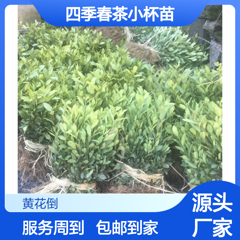 四季春茶小杯苗 园林植物优选 现货充足 经验分享