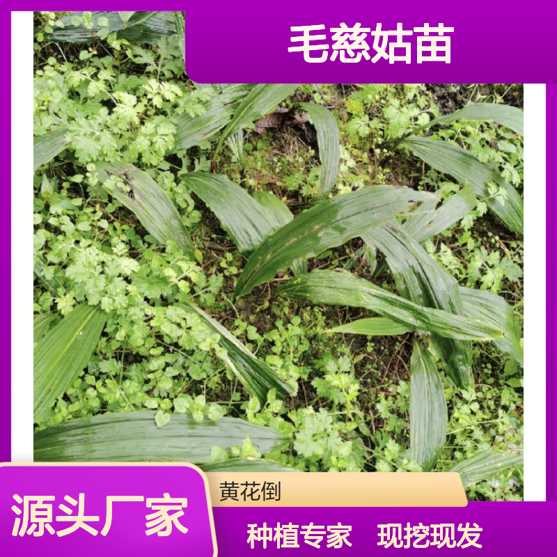 毛慈姑苗批发 种植园直供 专业培育毛慈姑 精细管理