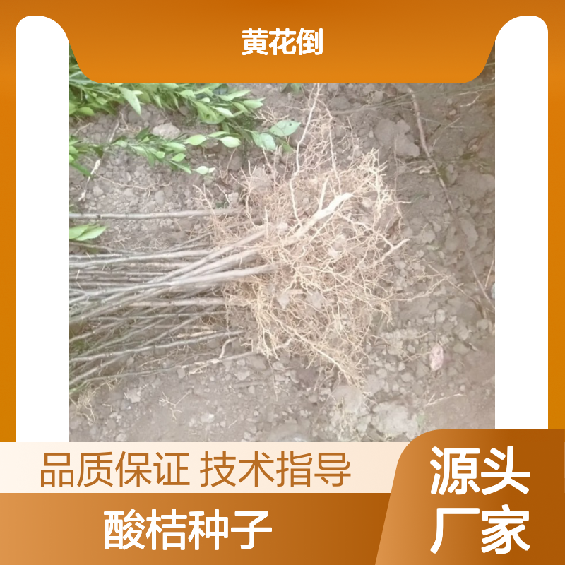 当年新采酸桔种子 砧木优选果园直供 自营基地