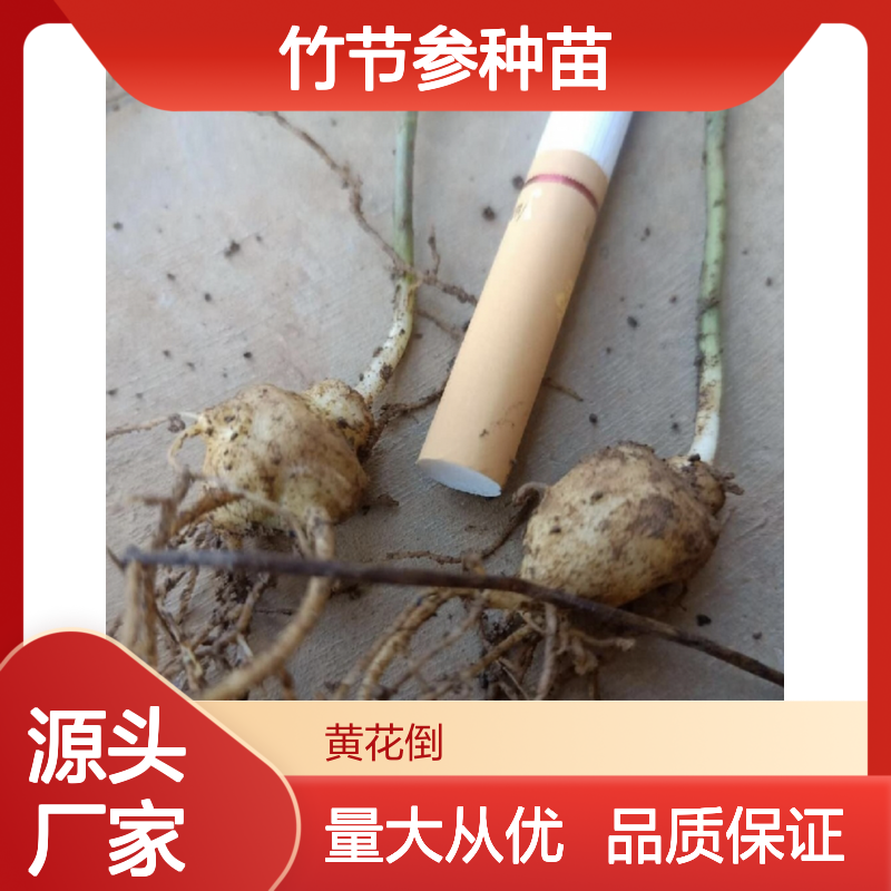 竹节参种苗 优质种植区出品 批发供应 常绿灌木