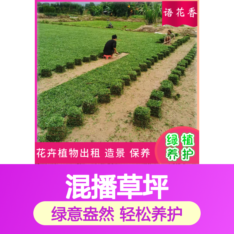 矮生百慕大混播草坪 城市绿化优选 别墅公园适用 无杂草困扰