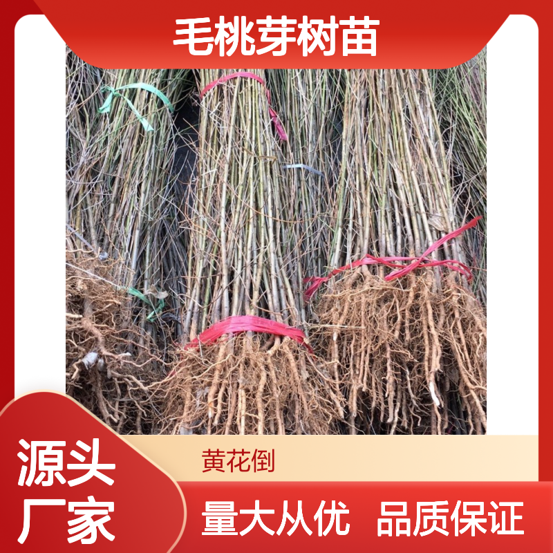 毛桃芽树苗 百亩种植 主产区直供 生长迅速 园林优选