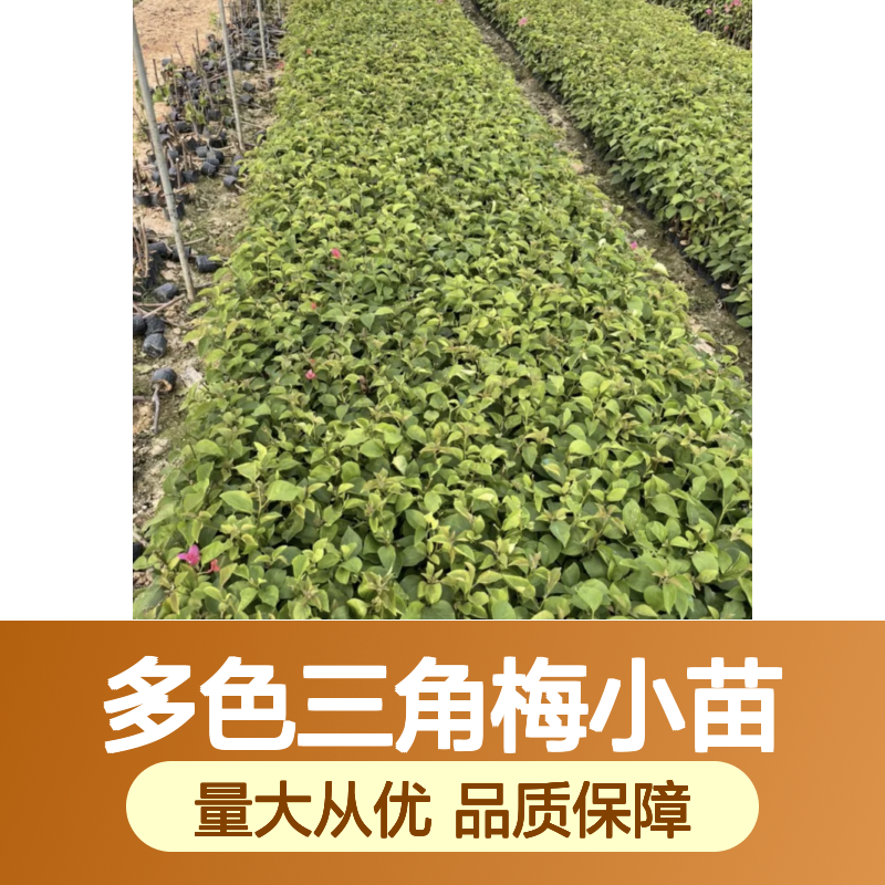 多色三角梅小苗 基地直供 批发优选 生长旺盛 易于养护