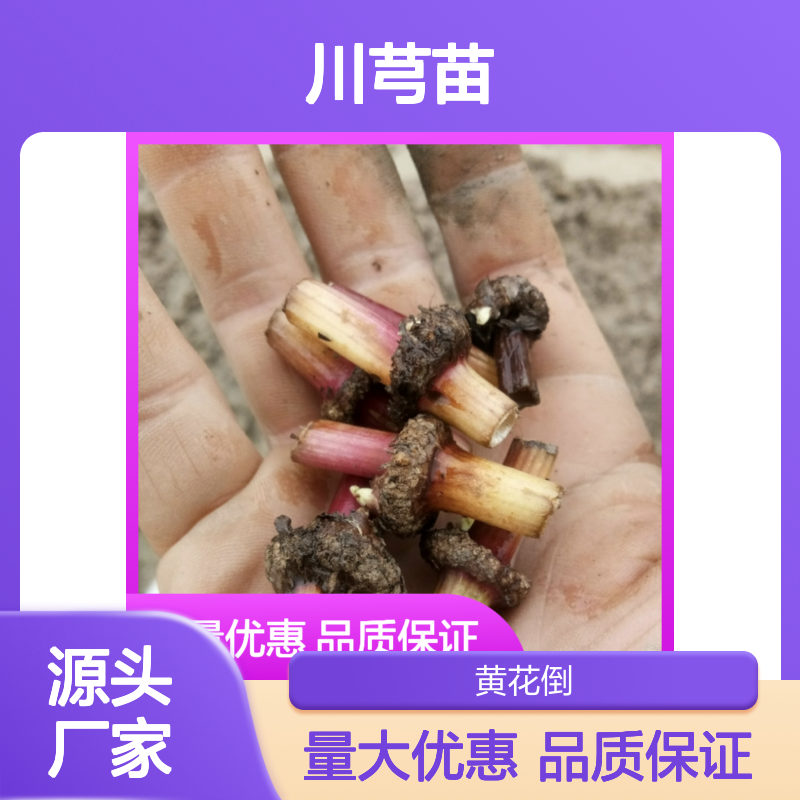 川芎苗批发基地 多年生草本植物 香气浓郁 药用价值