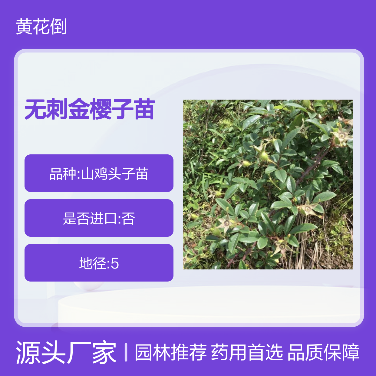 无刺金樱子苗 园林常绿灌木植物 药用价值 生长迅速