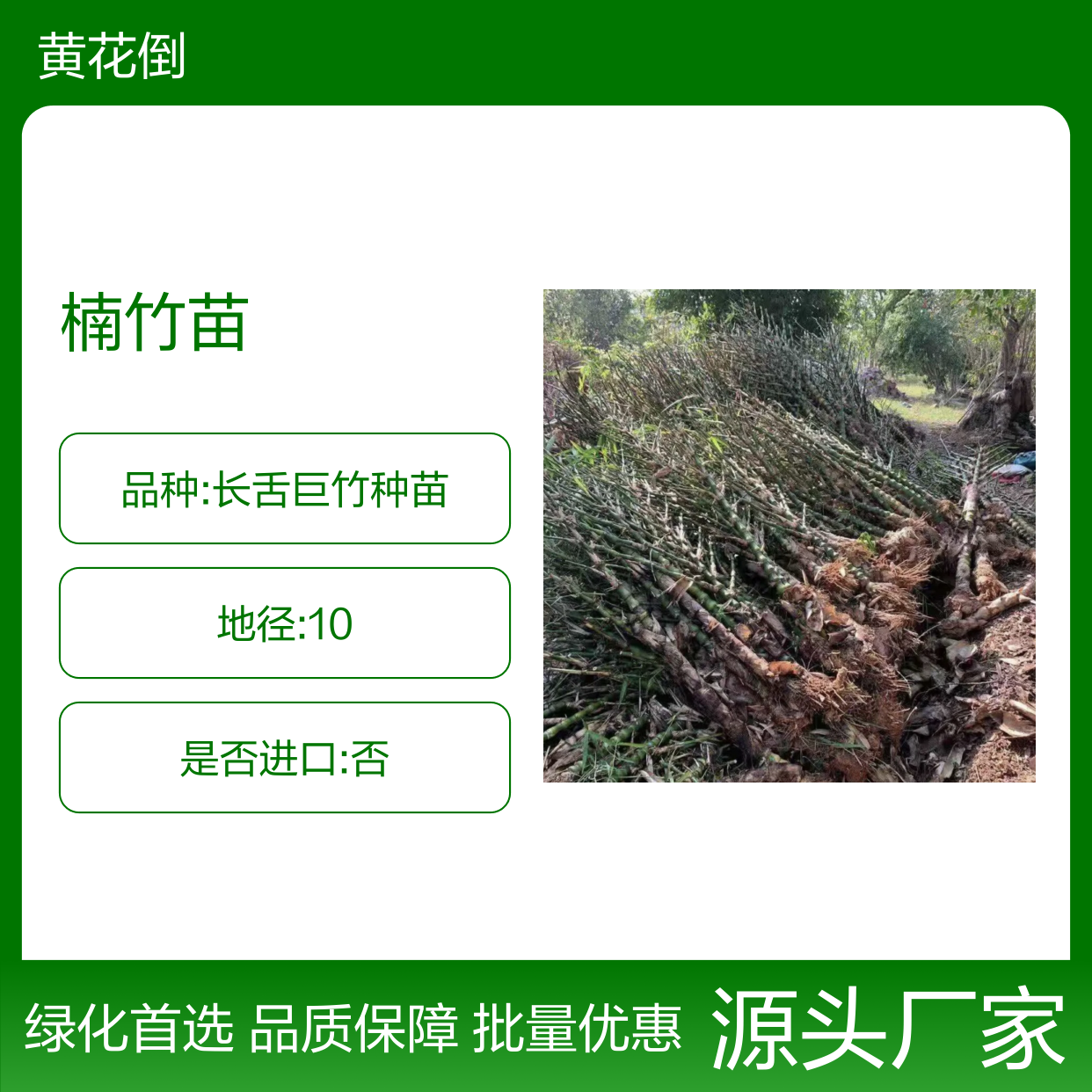 精选楠竹苗 主产区供应 绿化优选 速生草本 广泛引种