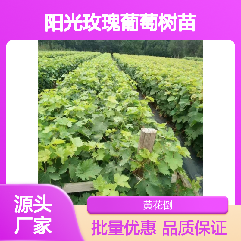 阳光玫瑰葡萄树苗 种植基地直供 生长旺盛 易于管理