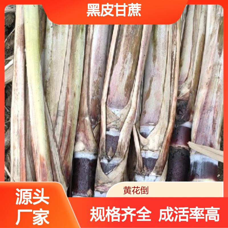 农户直供黑皮甘蔗种芽 多年生根系发达成活高规格齐全