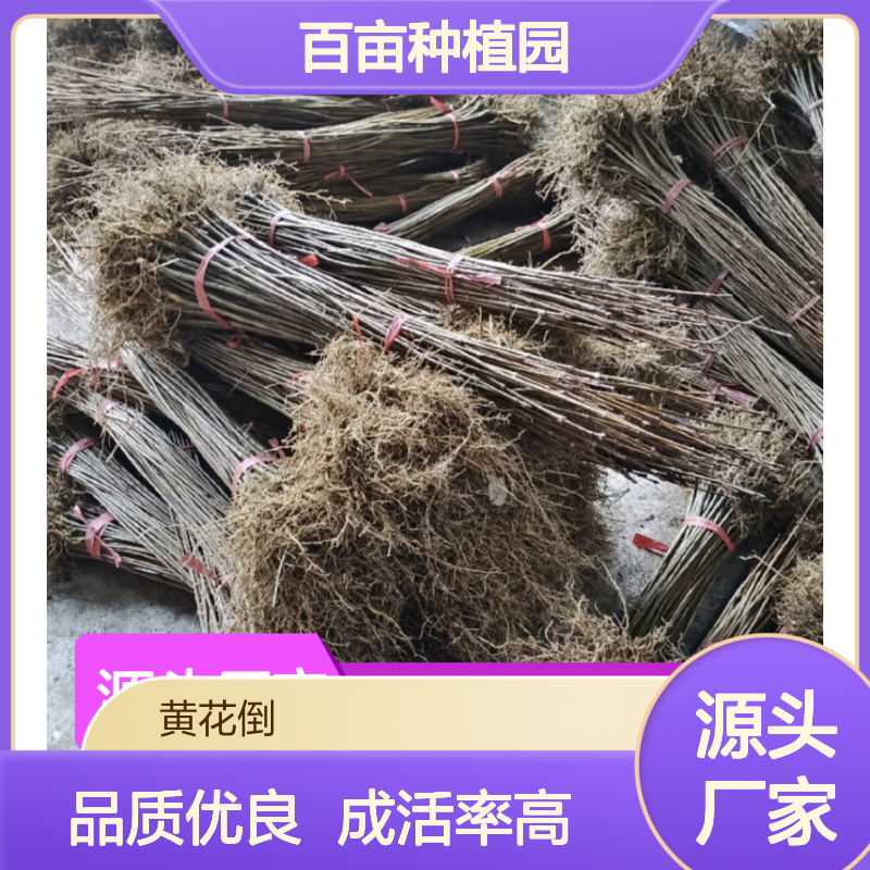 黄菠萝种苗 百亩种植园直供 品质优良 成活率高