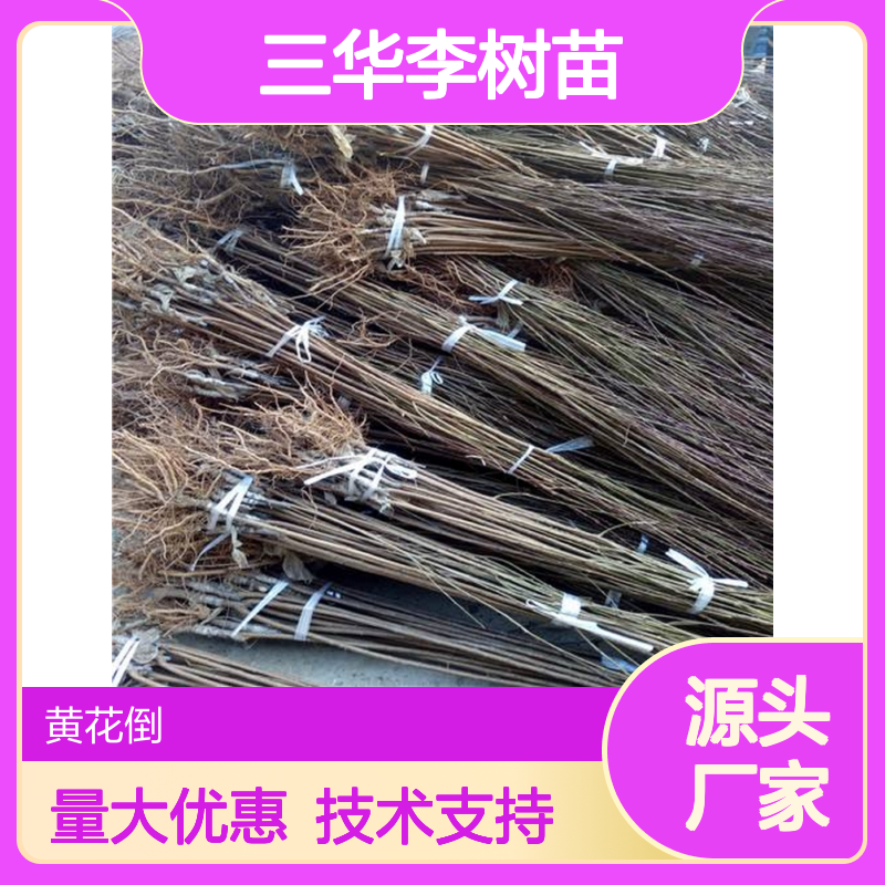 三华李树苗 园林观叶果树 广展枝形 易于密植 全国栽培