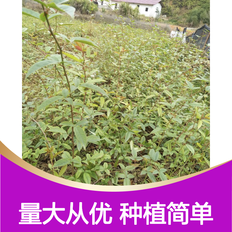 糖罐种苗 百亩基地直供 品质保证 药用价值 适应性强