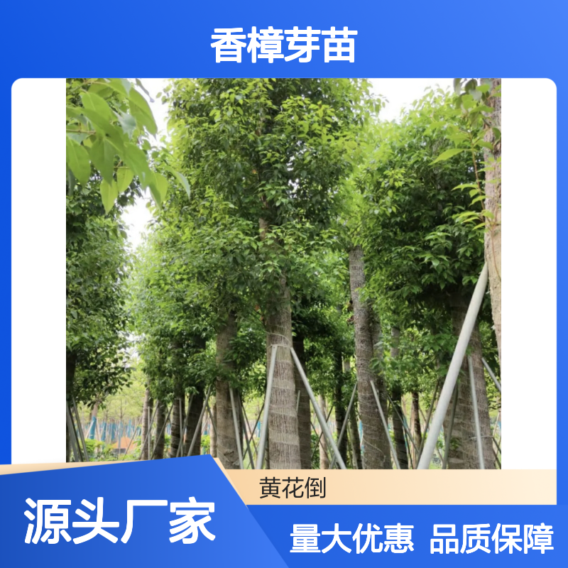 香樟芽苗 荒山农田皆宜 种植收益佳 驱蚊防虫 耐寒耐旱