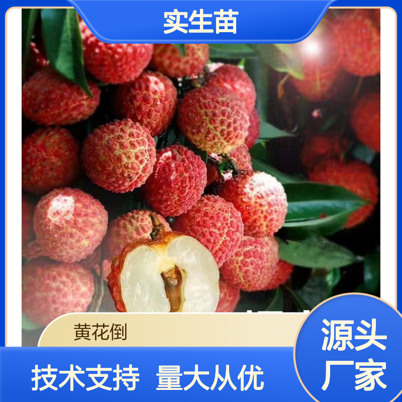 仙进奉荔枝实生苗 产地直发 种植技术指导 园林优选