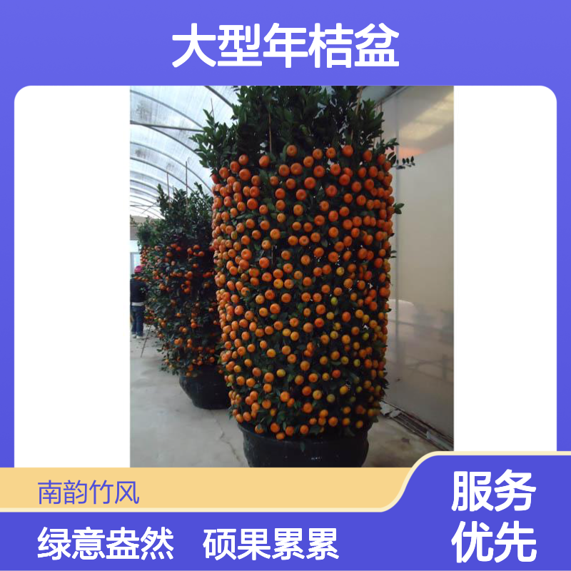60#朱砂桔盆栽 180-230cm高大型年桔盆栽深 圳年桔花坛免费摆放