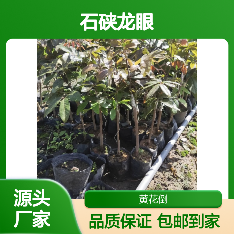 基地批发石硖龙眼实生树苗 送货上门包邮 欢迎来电洽谈经验分享