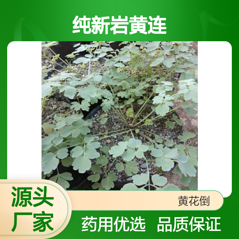 当年纯新岩黄连种子 盆栽观赏药用佳 现货充足