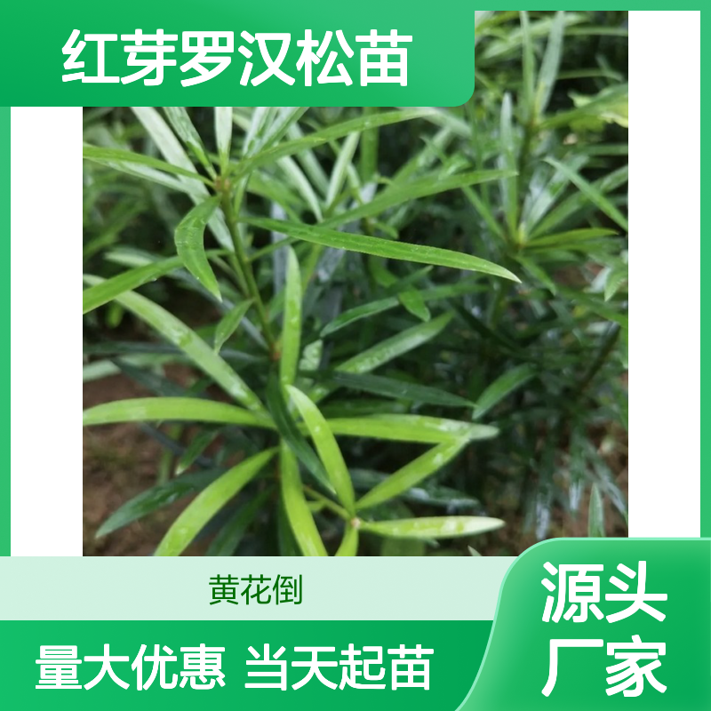当天起苗当天发红芽罗汉松苗 多年生根系发达 成活高规格齐全