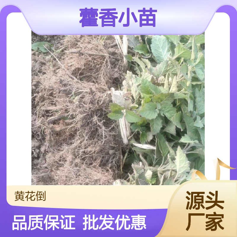 藿香小苗基地直供 批发零售均可 易种易活 适应性强