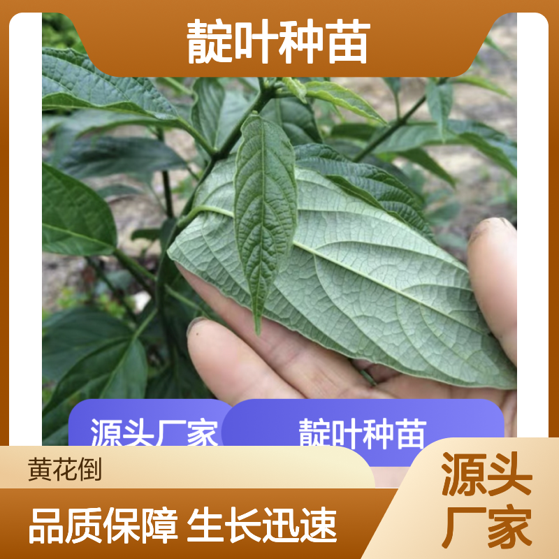 靛叶种苗 批发供应 园林植物优选 生长旺盛 易于栽培