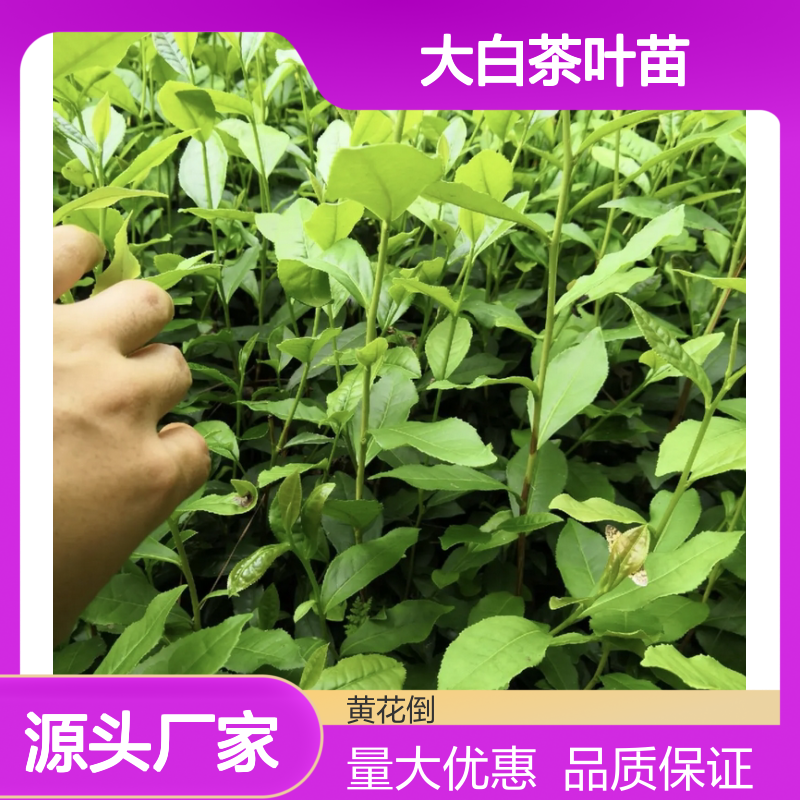 大白茶叶苗 基地直供 品质保证 园林优选 生长旺盛