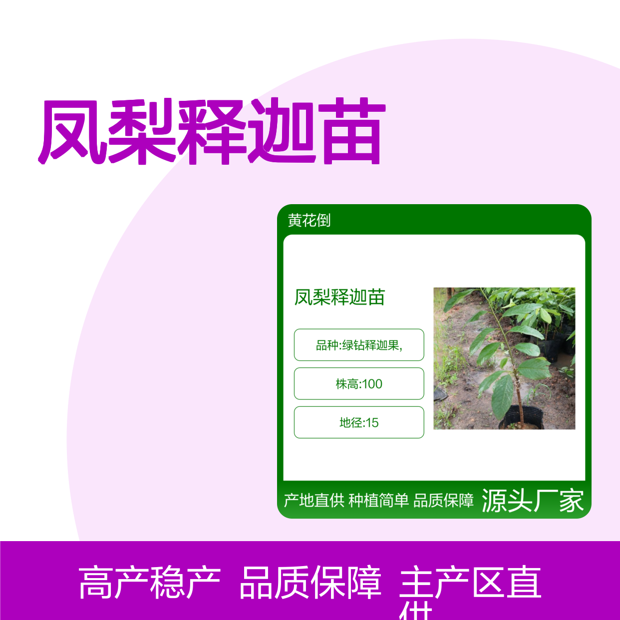 凤梨释迦苗 种植主产区直供 适应性强 易于管理