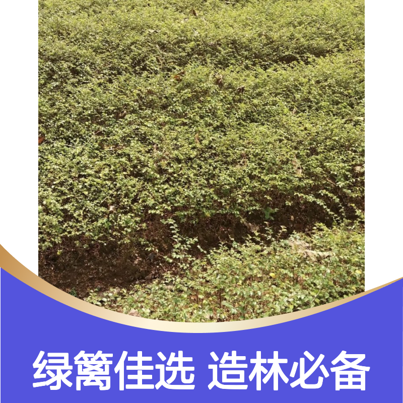 精选过筛鸟不站种子 绿篱栽培优选 免费指导 生长迅速