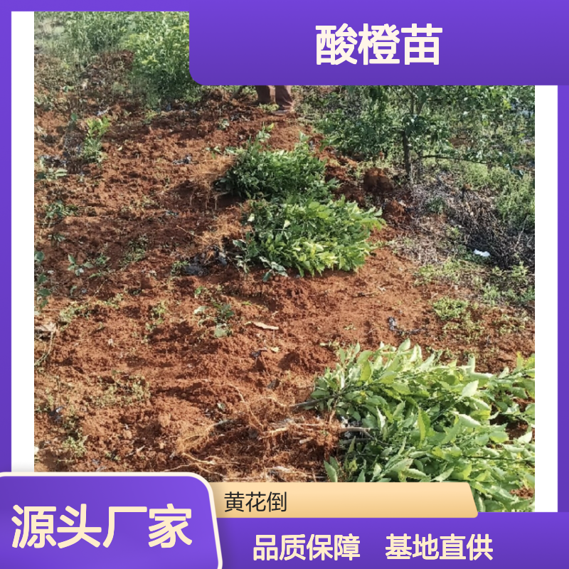 精选酸橙苗 嫁接优良砧木 耐旱耐寒 根系发达 抗病力强