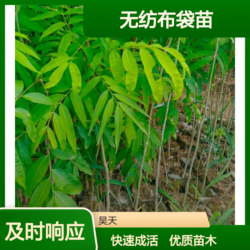 落叶高大乔木 无患子苗木 H60-150公分 无纺布袋苗黑杯苗