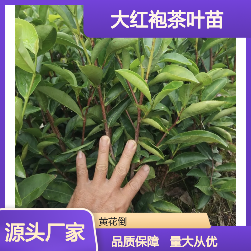 大红袍茶叶苗 基地直供 品质保证 健康绿色 天然无污染
