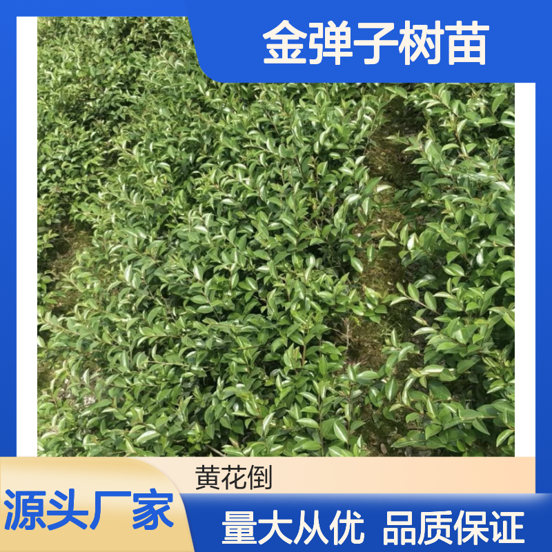 金弹子树苗 百亩种植基地直供 品质优良 生长健壮