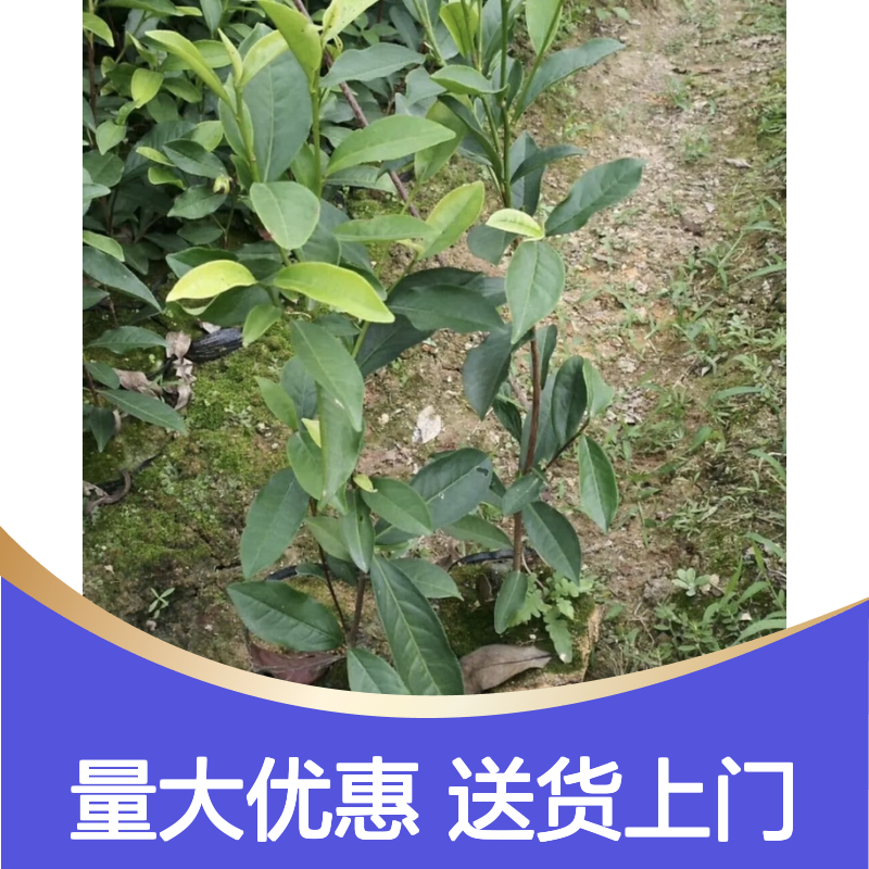 苗木合作社自营 凤凰单丛茶营养袋苗 专线直达