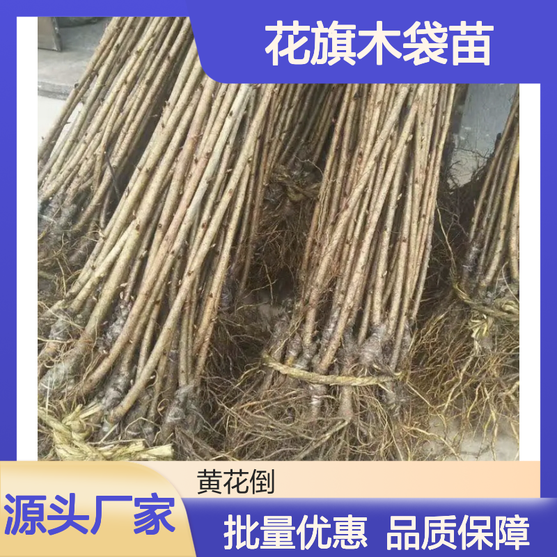 花旗木种植区 批发花旗木袋苗 花旗木袋苗基地