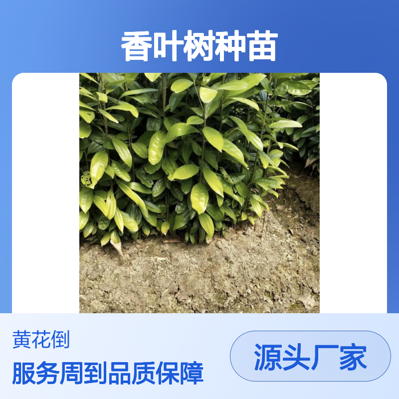 香叶树种苗 全程技术指导 生长旺盛 适应性强 易于繁殖