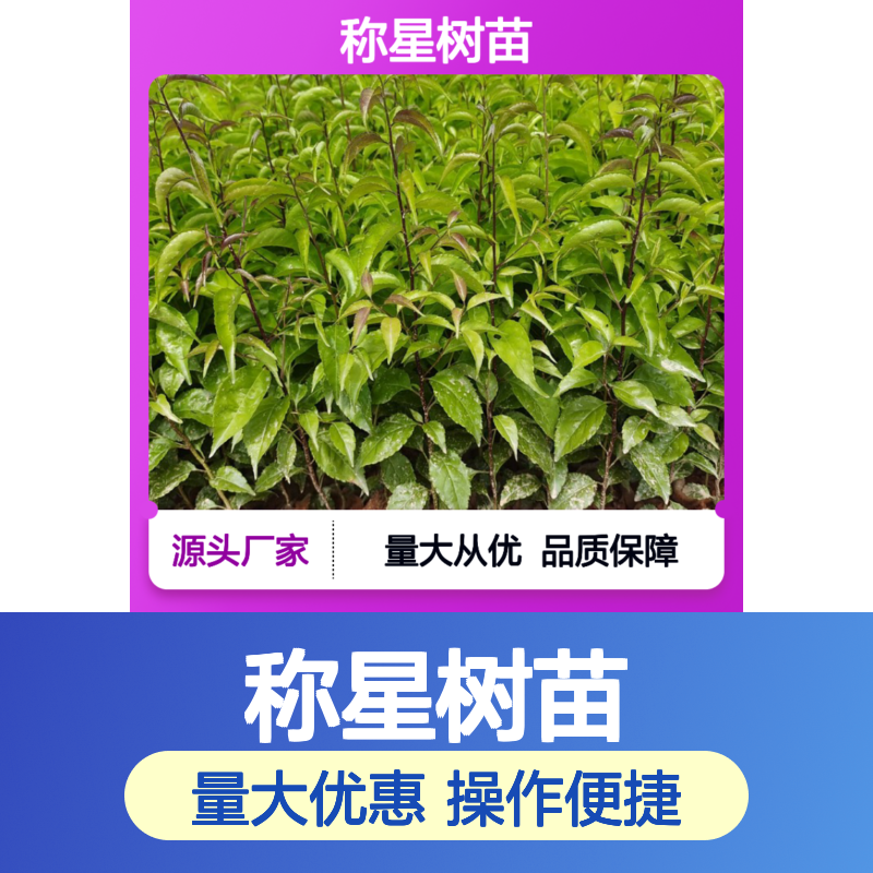 称星树苗 药用植物 百亩种植 园林绿化 生态修复