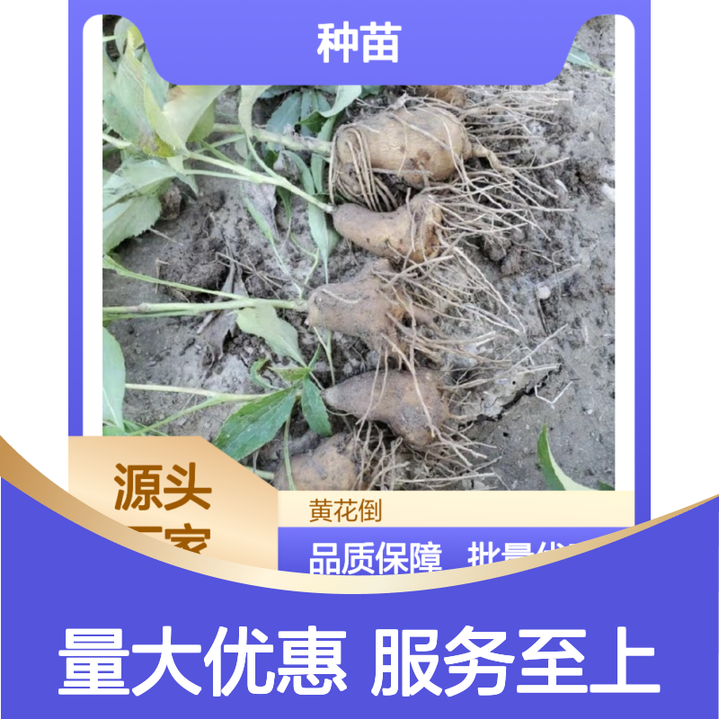 于术种苗 百亩基地直供 管理简便 多年生草本植物