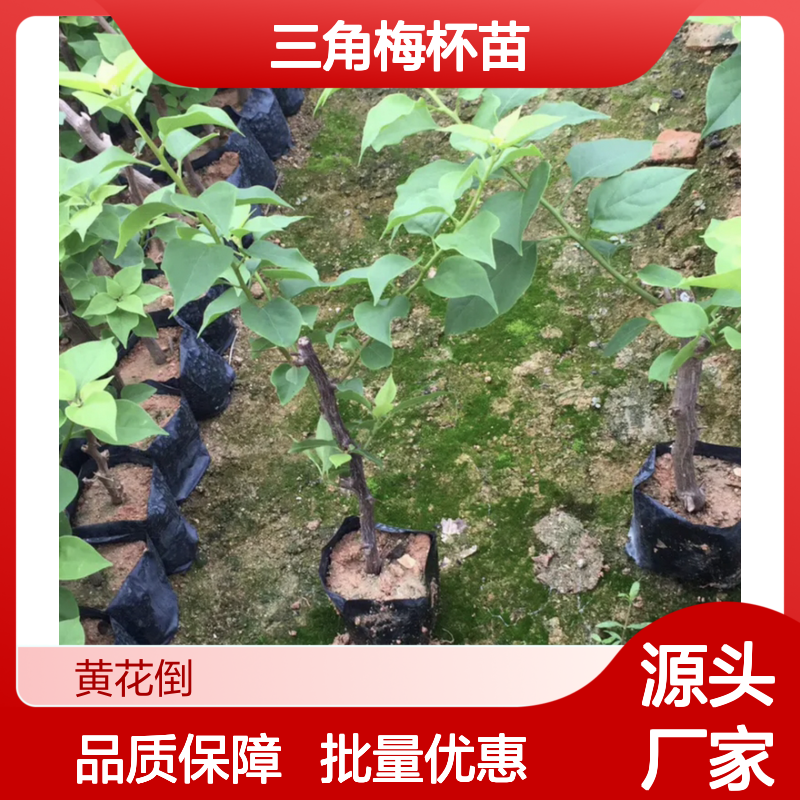 三角梅种植园 优质三角梅杯苗 批发供应 生长迅速