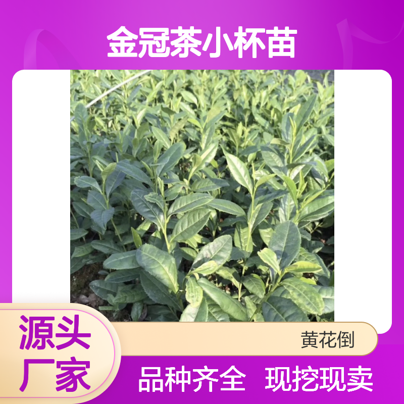 现挖现卖金冠茶小杯苗 品种齐全质量保证根系发达种植好管理