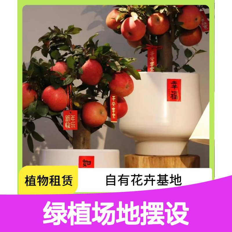 南韵竹风 绿植租摆服务 办公室场地摆设 园林设计