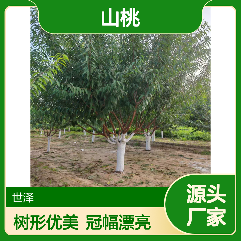 山桃 2 3 4 5 6 7 8 10 12 15公分 树形优美 冠幅漂亮 欢迎采购