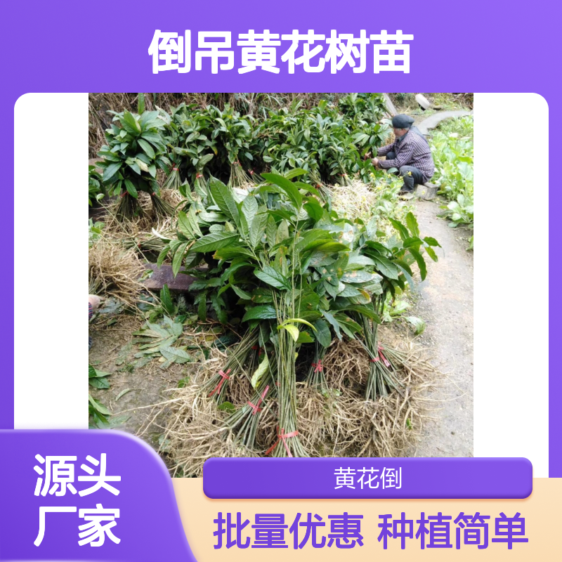倒吊黄花树苗 亚热带种植优选 生长旺盛 适应性强