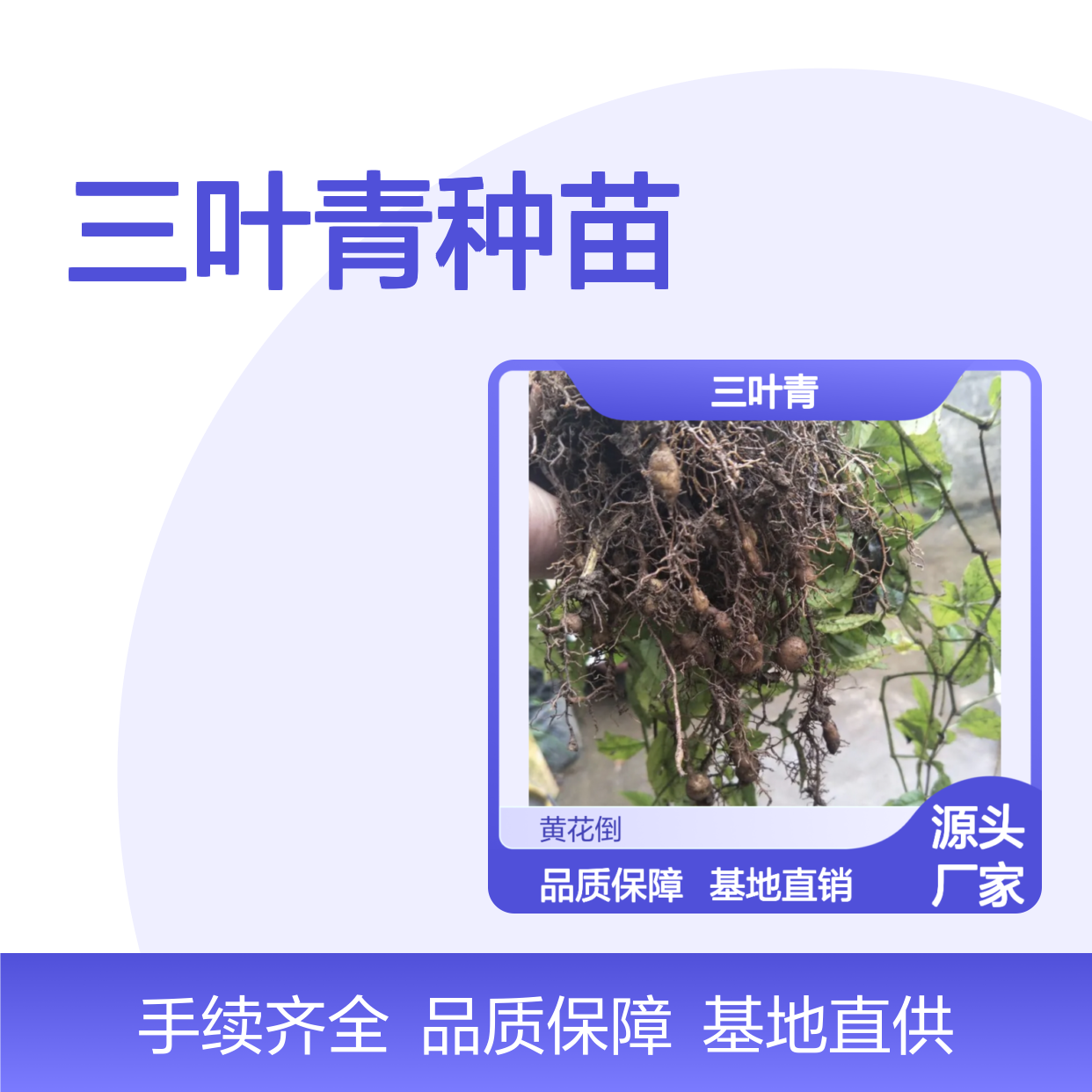 三叶青种苗 基地直供 批发优选 手动除草 生长健壮