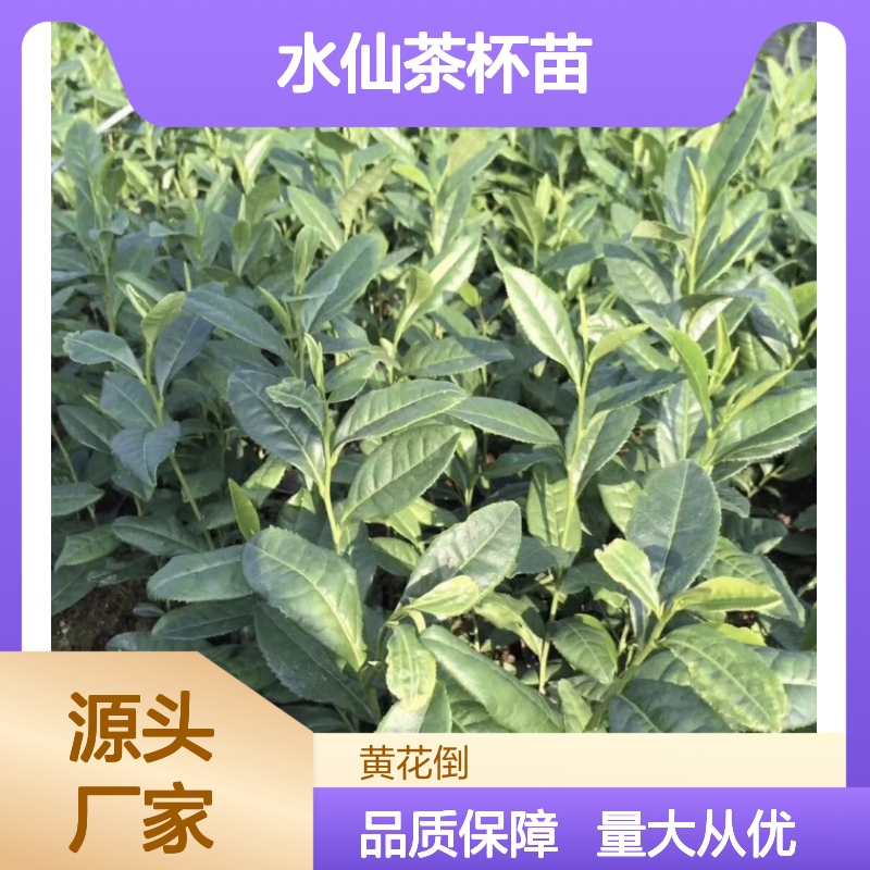 水仙茶杯苗 苗木培育专业 品质优良 合作社直供