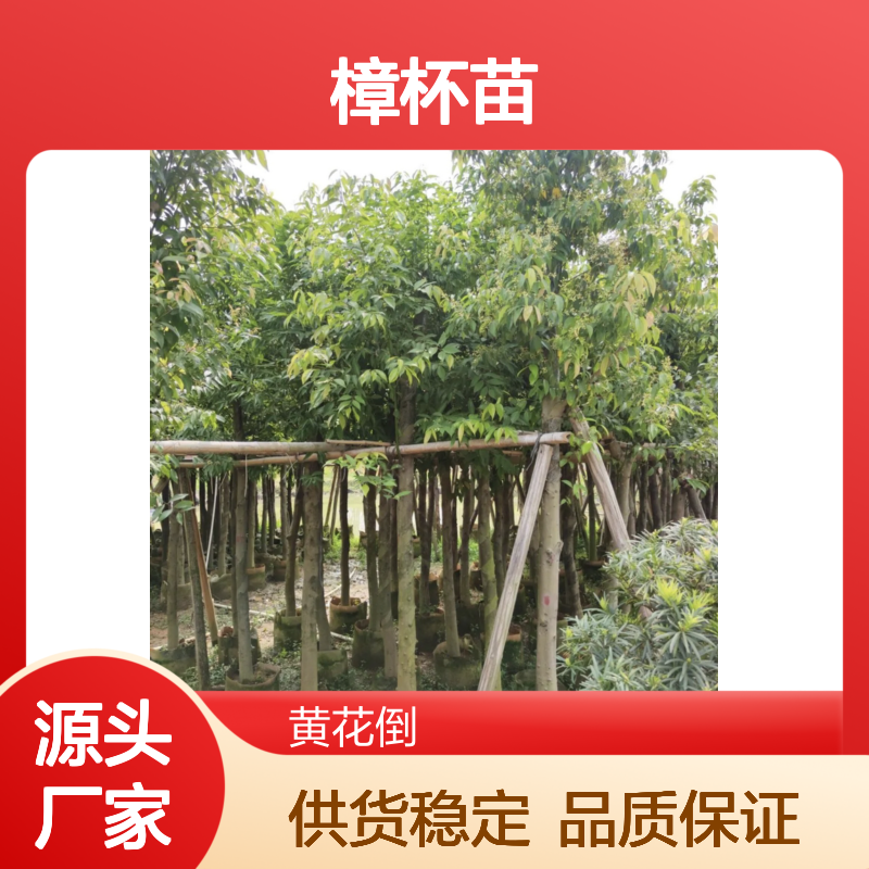 天竺桂樟杯苗 园林绿化优选 基地直供 坚硬耐久