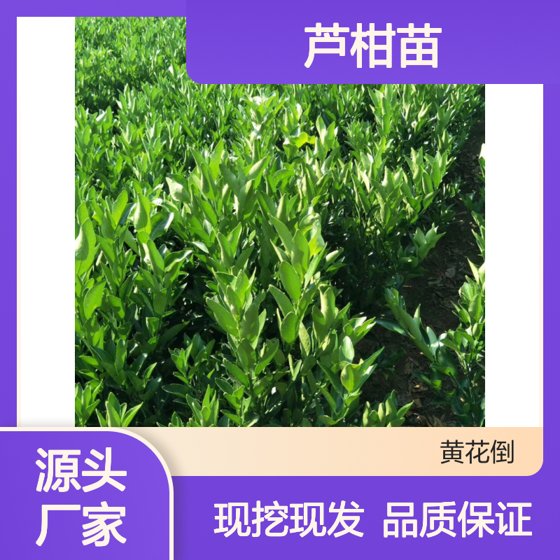 正宗永春芦柑苗 批发直销 果肉脆嫩 风味独特 富含维C