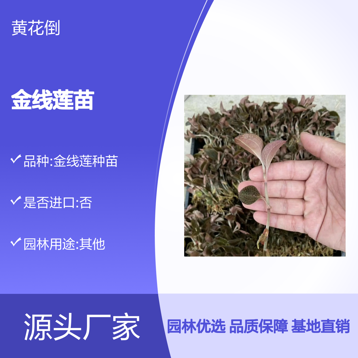 金线莲苗基地直供 优质金线莲种植 生长旺盛 适应性强