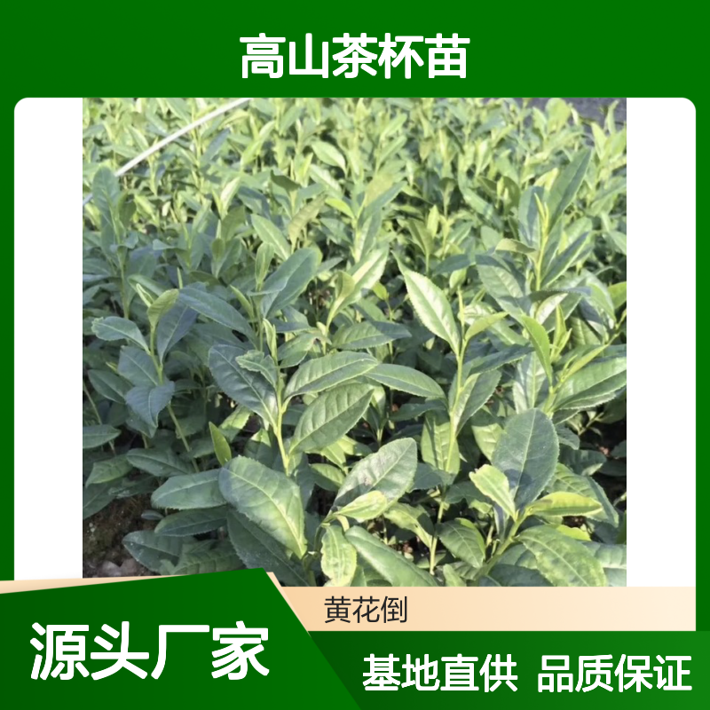 基地批发高山茶杯苗 苗圃产地直供品质保证种植技术分享